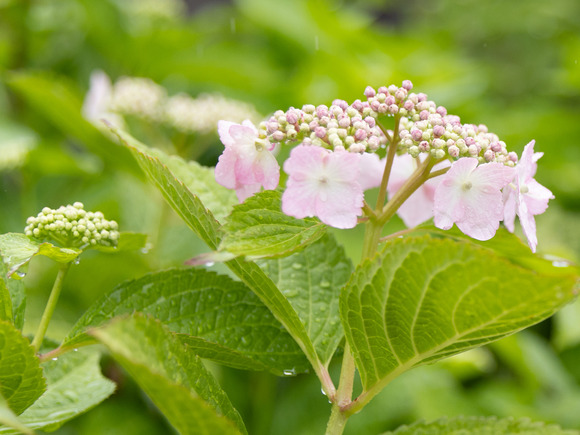 紫陽花_0016-2