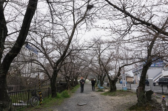 星田 桜の開花 2024033121