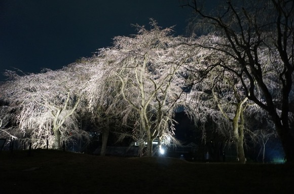 大阪公立大学附属植物園 202403278