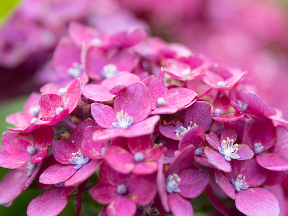 JR紫陽花_2024_06_30_0022