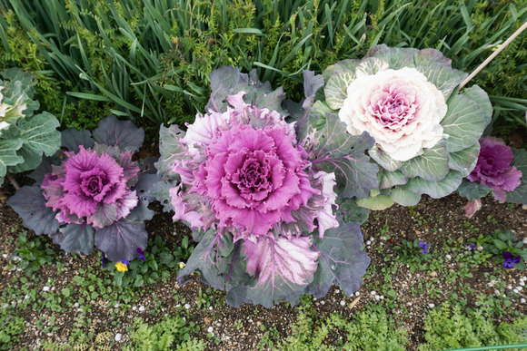 南星台バス停 スイセン 2024年2月-6