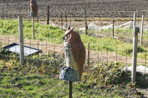 傍示 案山子-8-4
