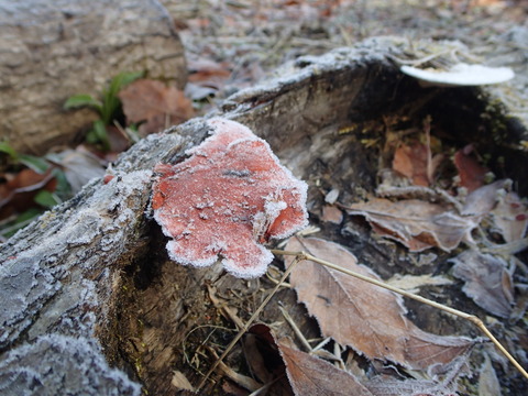 P2180439