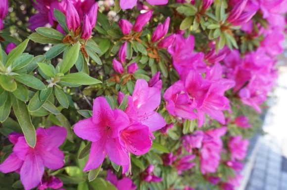 交野市駅前 ツツジ-3