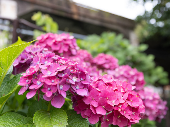 JR紫陽花_2024_06_30_0020