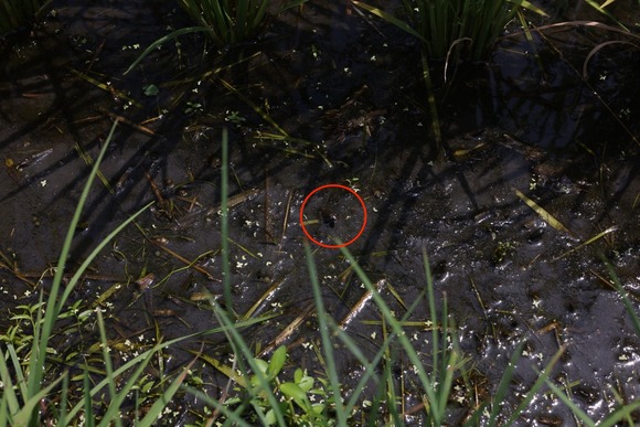 0S4A9215_1(大)のコピー