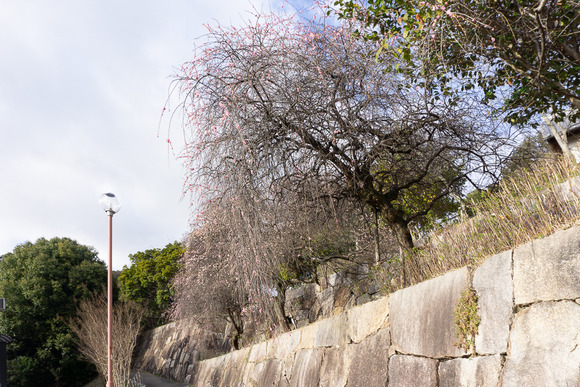 星田公園 梅 202402261-2