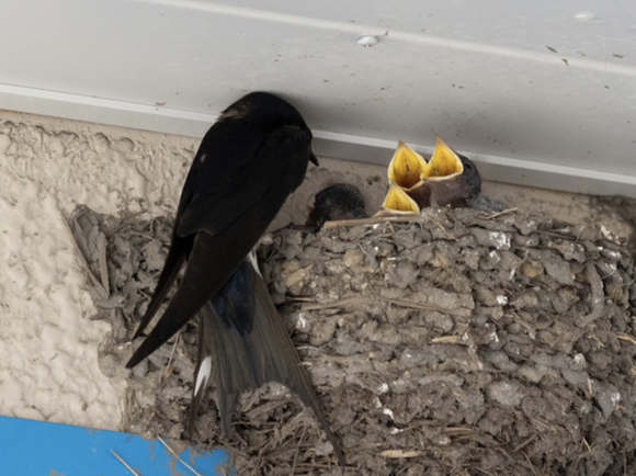 スクリーンショット 2024-06-20 20.55.49