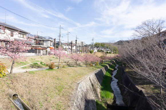 傍示川の河津桜 202402241