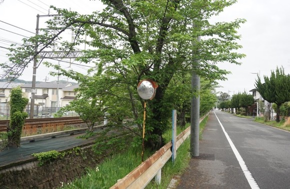 松塚の桜並木-3