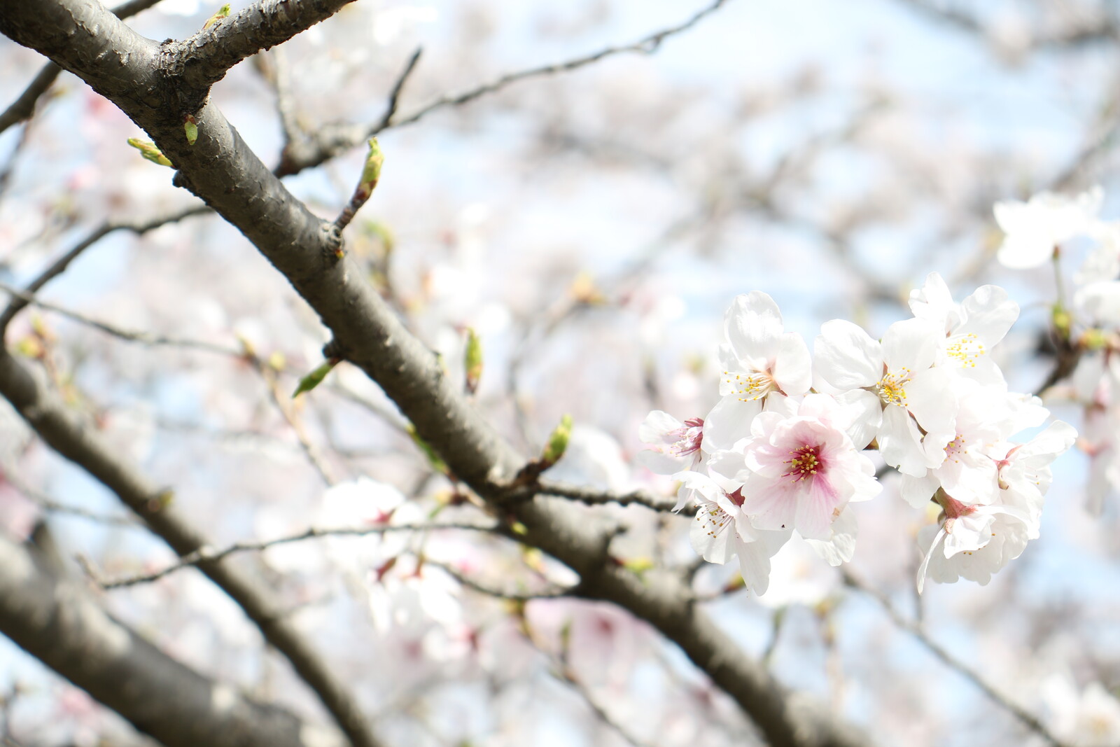 交渉中です！桜の原木 楽天市場】さくら 【陽光 (紅吉野桜)】 1年生接木苗 : 苗木部 by 花