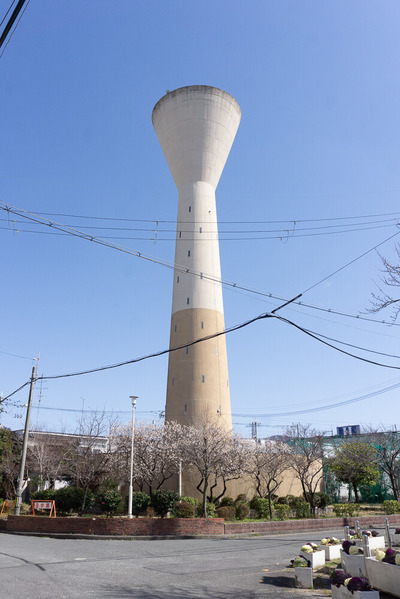 梅が枝団地 梅 202402281