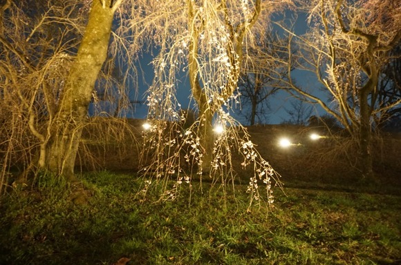 大阪公立大学附属植物園 202403277