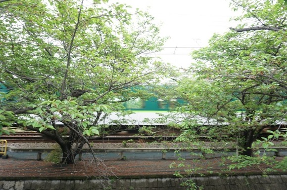 松塚の桜並木-4