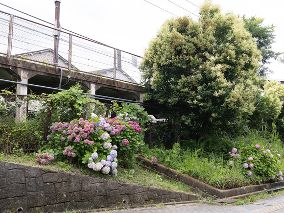 JR紫陽花_2024_06_30_0032