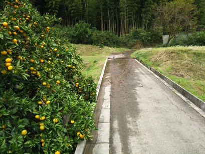 [画像:81cbcbcf-s.jpg]