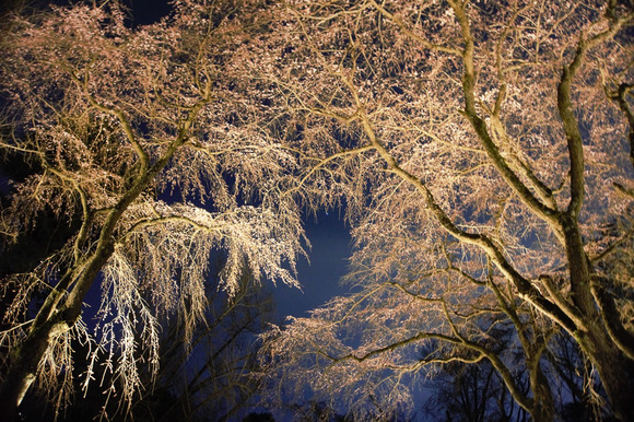 大阪公立大学附属植物園 2024032712-2