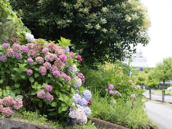 JR紫陽花_2024_06_30_0027