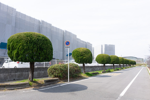 村野団地のモッコモコの木 202403146
