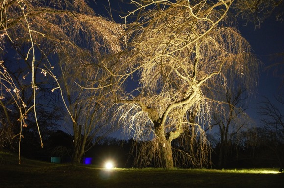 大阪公立大学附属植物園 2024032711