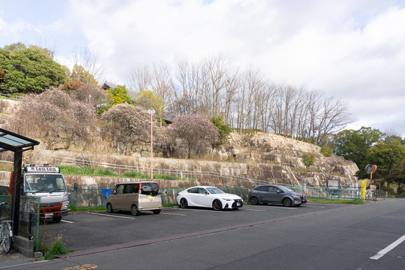 星田公園 梅 202402267