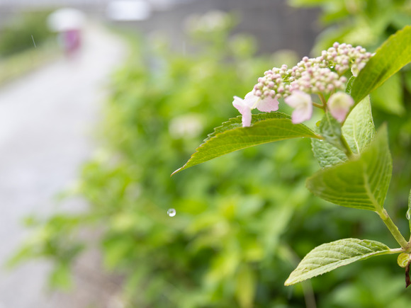 紫陽花_0040
