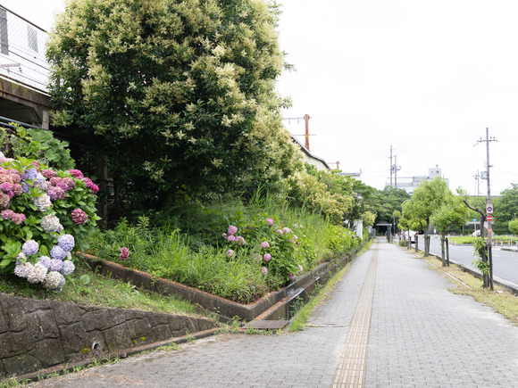 JR紫陽花_2024_06_30_0031