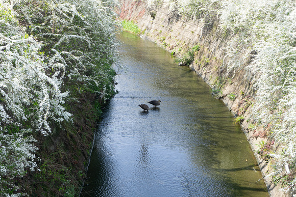 郡津 カモ 202403221-3