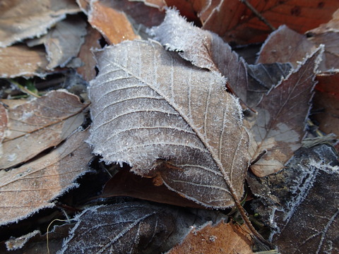 P2180433