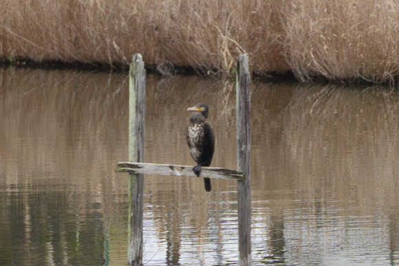 倉治 アオサギ 202402264