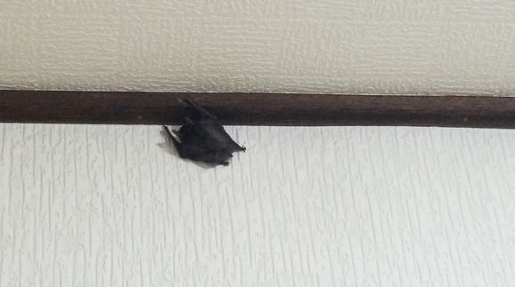 Screenshot_20210529-203552_Video Player