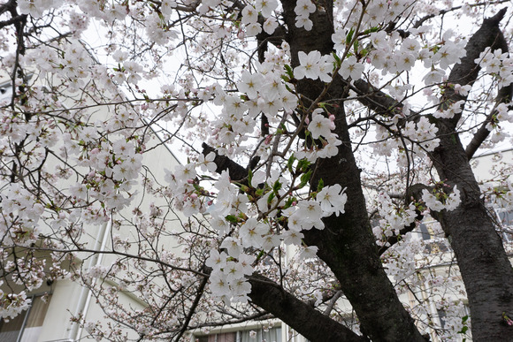 岩船小学校 入学式 202404042