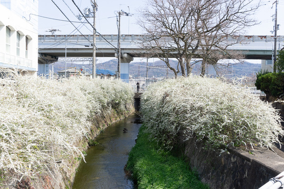 郡津 カモ 2024032212