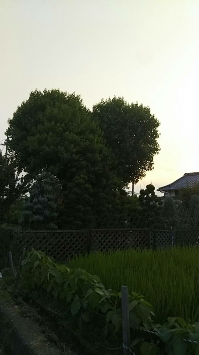 [画像:97d3889b-s.jpg]