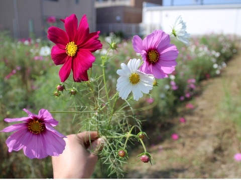 15-10-21-13-03-23-751_deco[1]