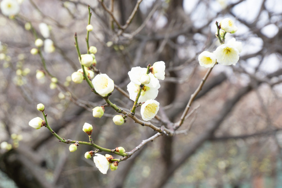 交野女子学院の梅の花 2024年1月-1