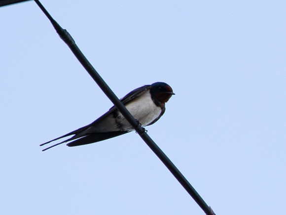 EOS 7D Mark II_0038-3