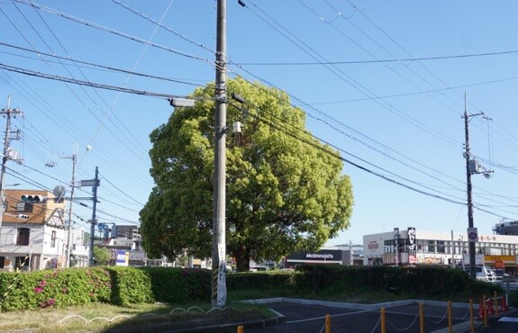 交野市駅前 ツツジ-5