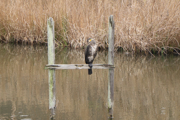 倉治 アオサギ 202402261-2