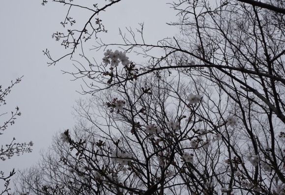 星田 桜の開花 2024033112