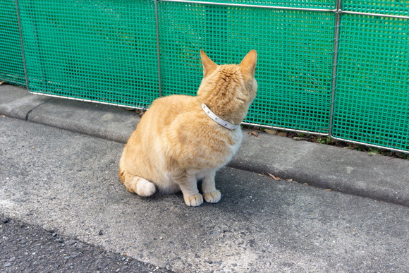 私市の猫 2024年1月-8