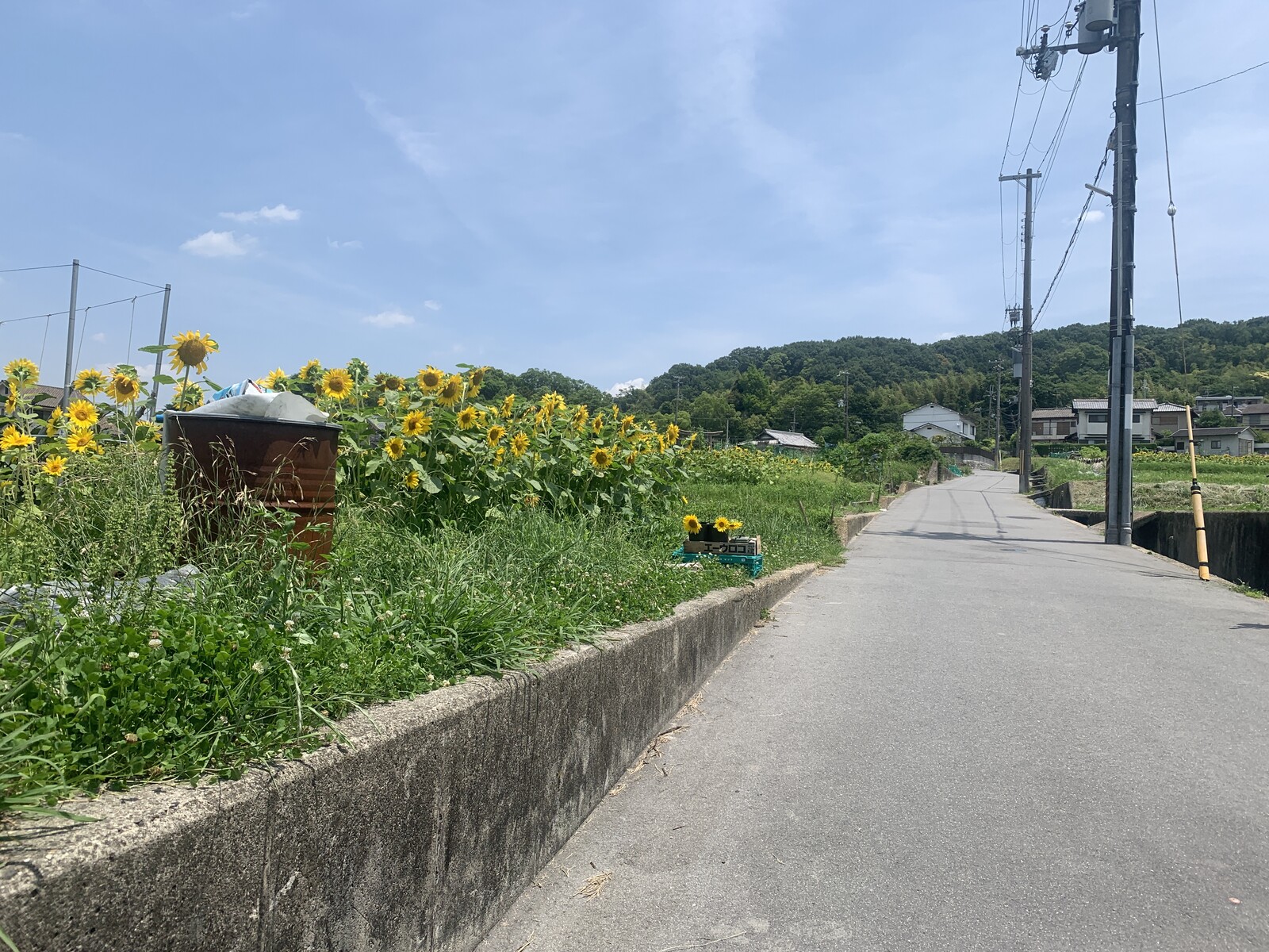 私市1丁目あたり、2,000㎡くらいのひまわり畑に。風に揺れる「ひまわり