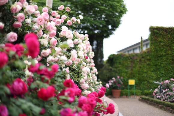 0S4A3753のコピー 中