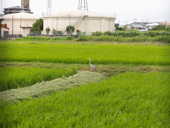 星田北3号公園240710003