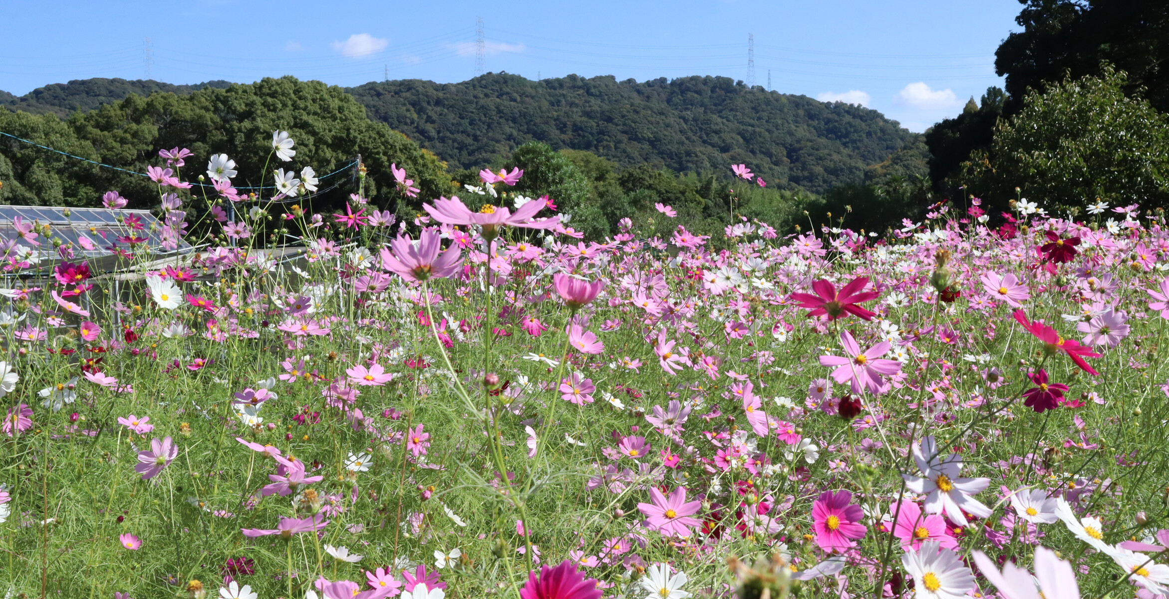 一面に咲く色とりどりのコスモス。植物園のコスモスが見頃を迎えてる