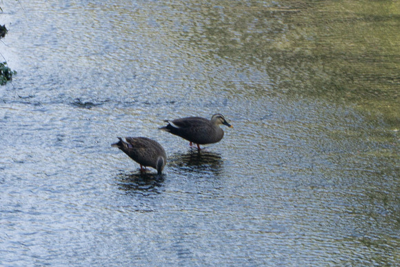 郡津 カモ 202403221-2