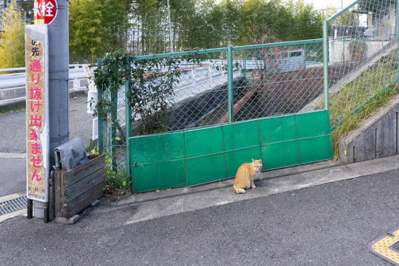 私市の猫 2024年1月-4