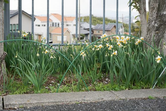 南星台バス停 スイセン 2024年2月-2