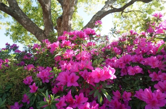 交野市駅前 ツツジ-4