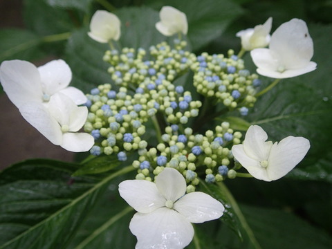P6070901